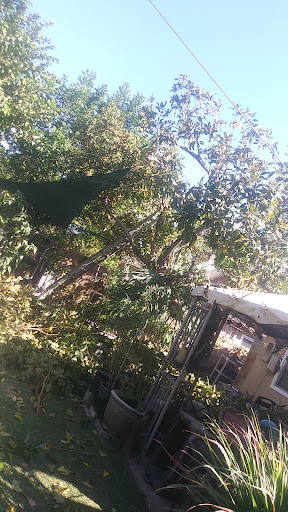 Avocado Heights