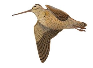 CEGA: Logo oficial y símbolo de excelencia en educación y tecnología visual